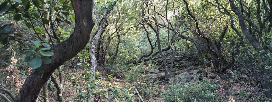 Lundi 13 août 2007 (3), le domaine des Arbousiers à l'île du Levant.