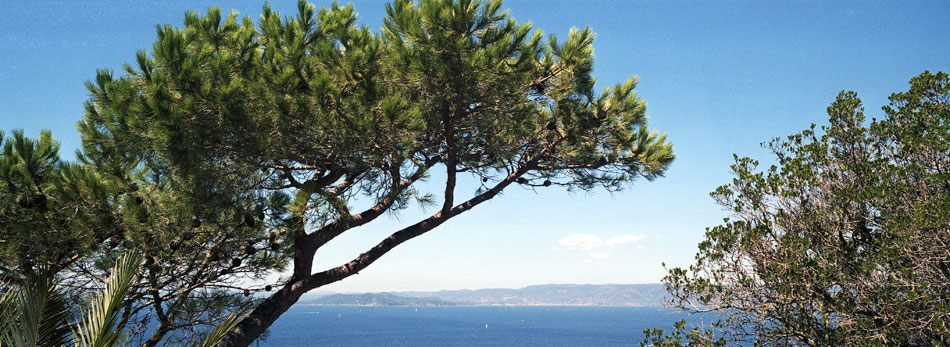 Vendredi 10 août 2007 (2), végétation de l'île du Levant. 2.