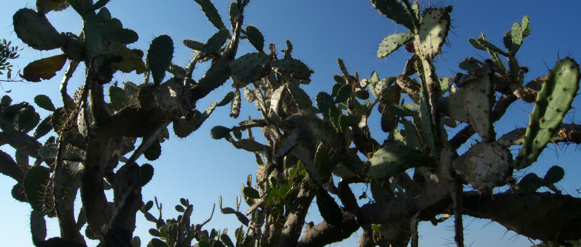 Photo de cactus, île du Levant, Héliopolis.