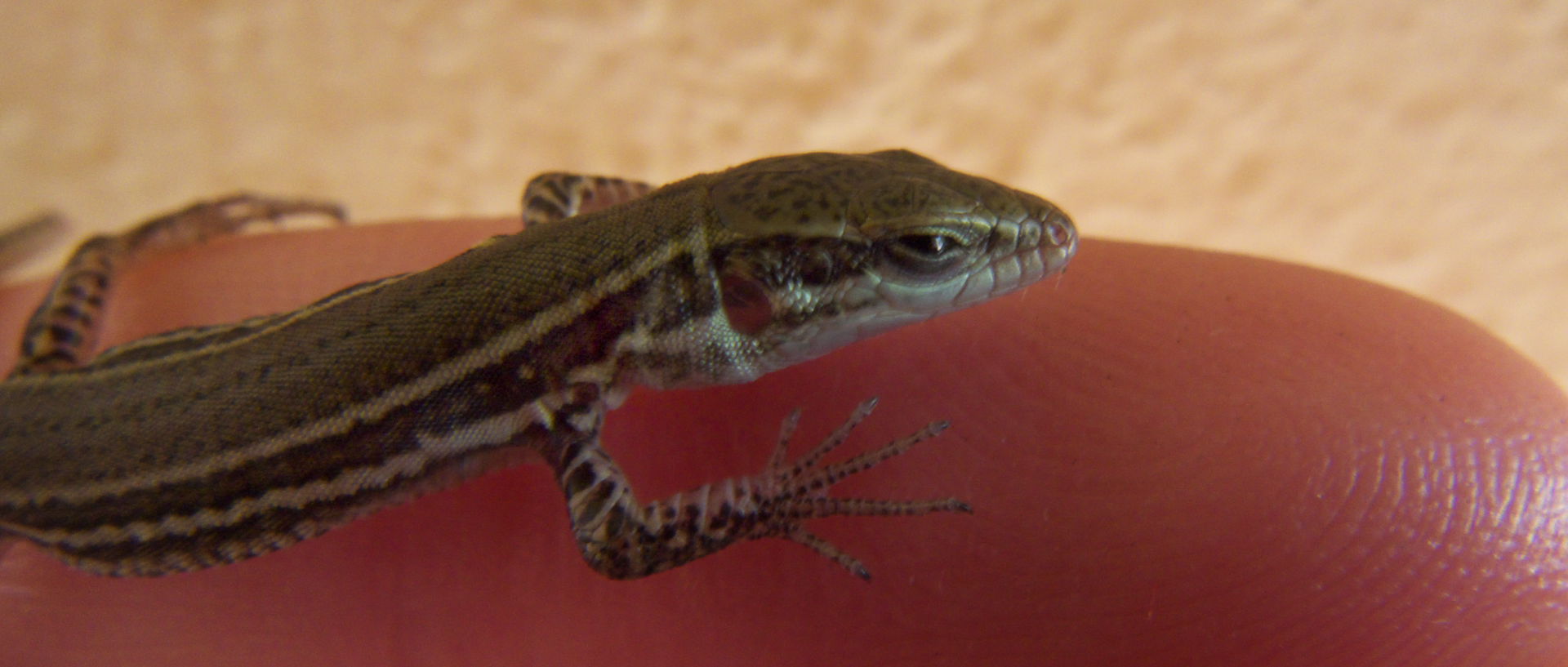 Photo de lézard, île du Levant, Héliopolis.