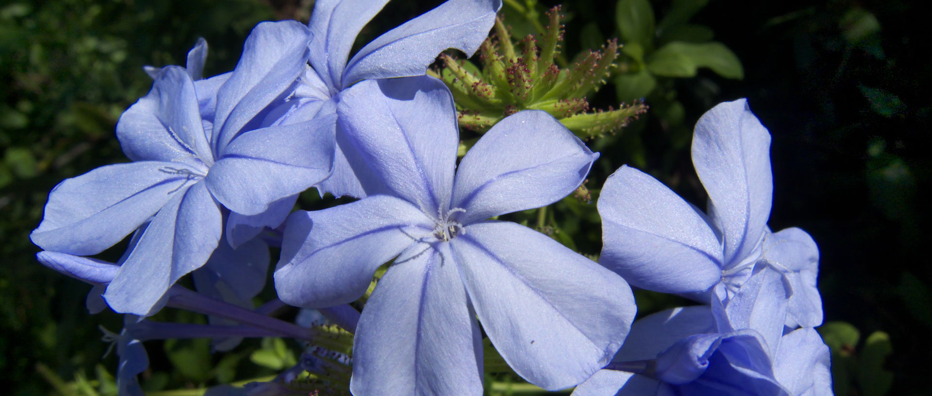 Photo de fleurs, île du Levant, Héliopolis.