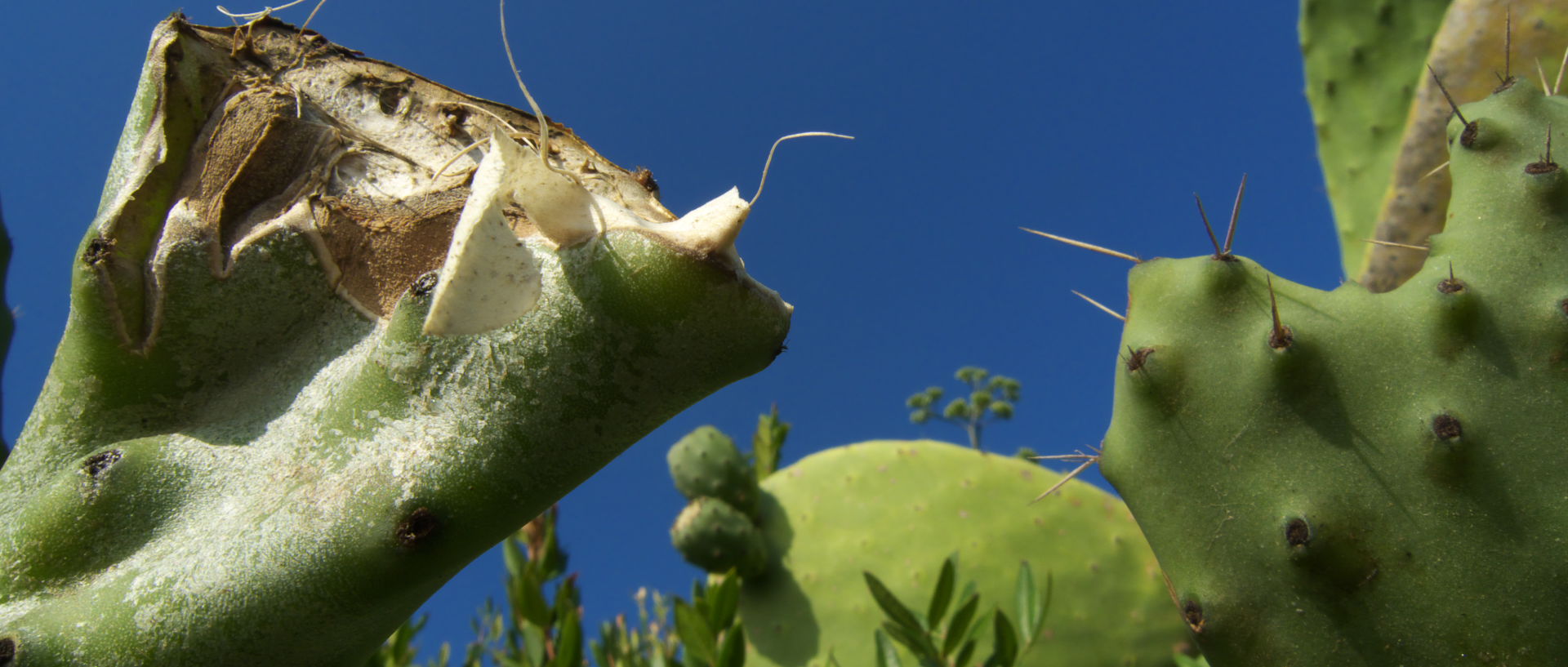 Photo de cactus, île du Levant, Héliopolis.