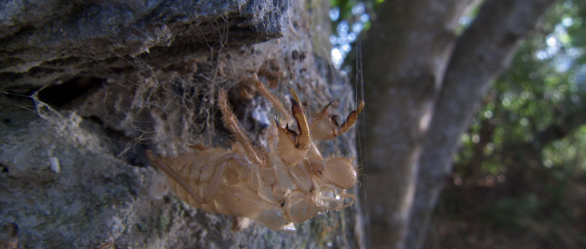 Photo d'insecte, île du Levant, Héliopolis.