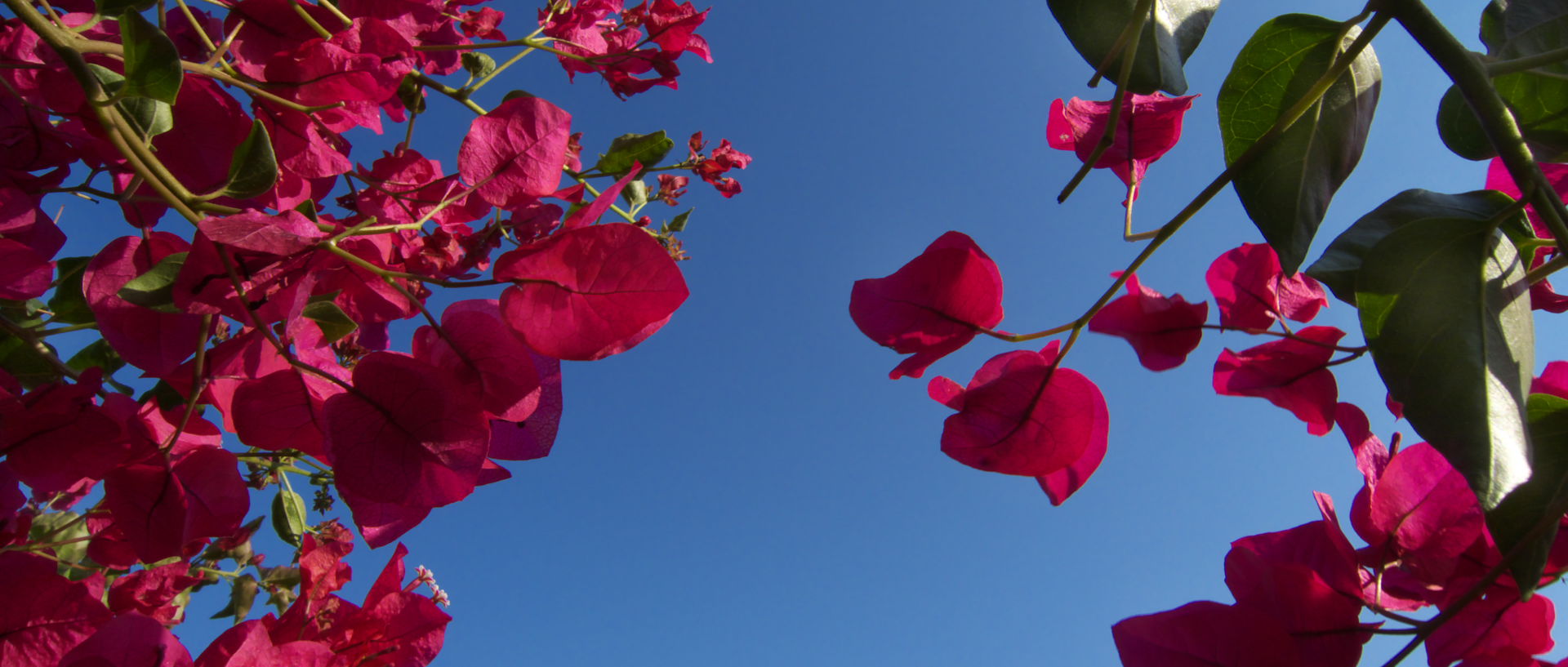 Photo de bougainvillier, île du Levant, village d'Héliopolis.