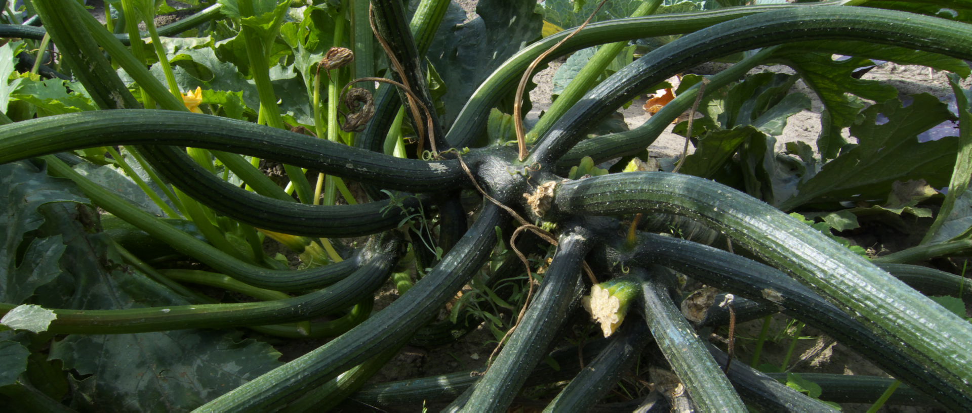 Photo d'un jardin potager, Bondues.