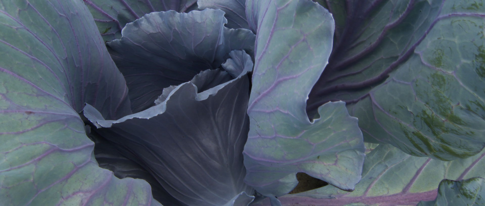 Photo d'un jardin potager, Bondues.