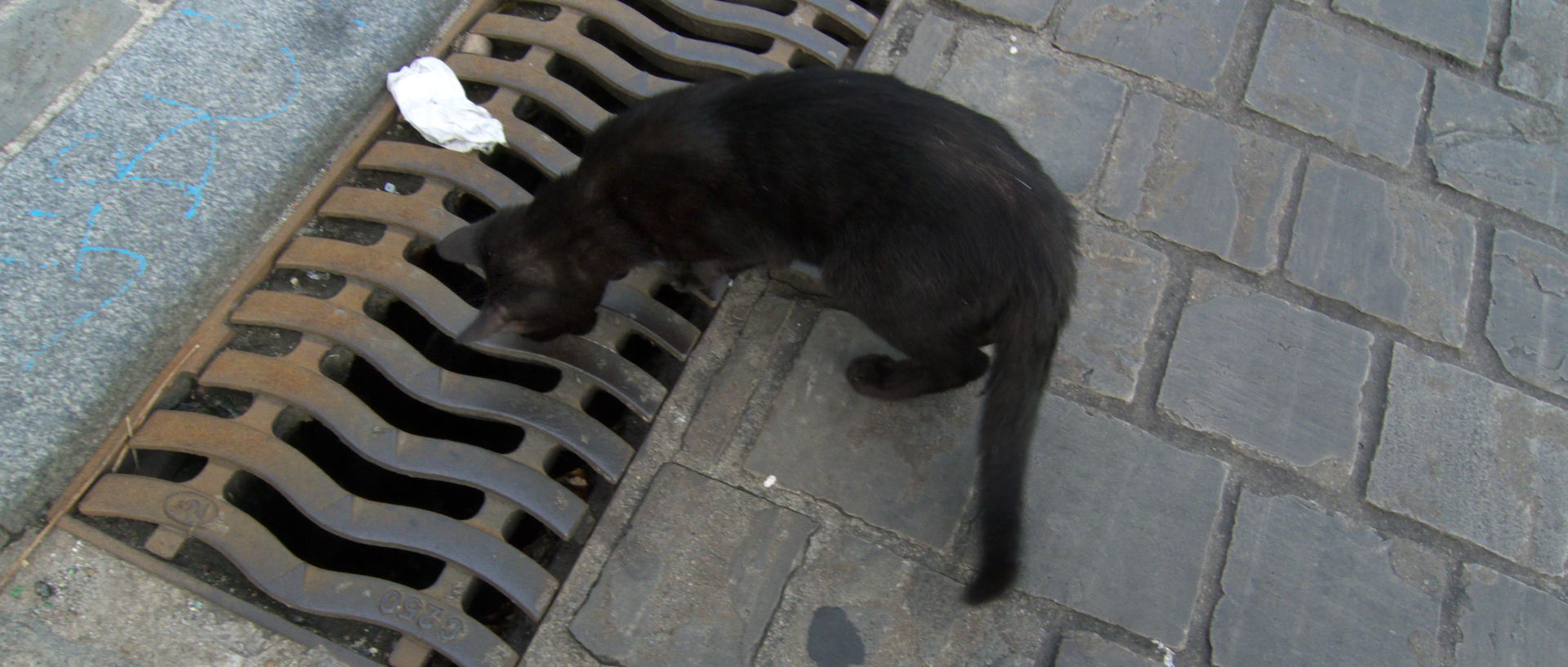 Photo d'un chat, Lille, Wazemmes, rue de l'Hôpital Saint-Roch.