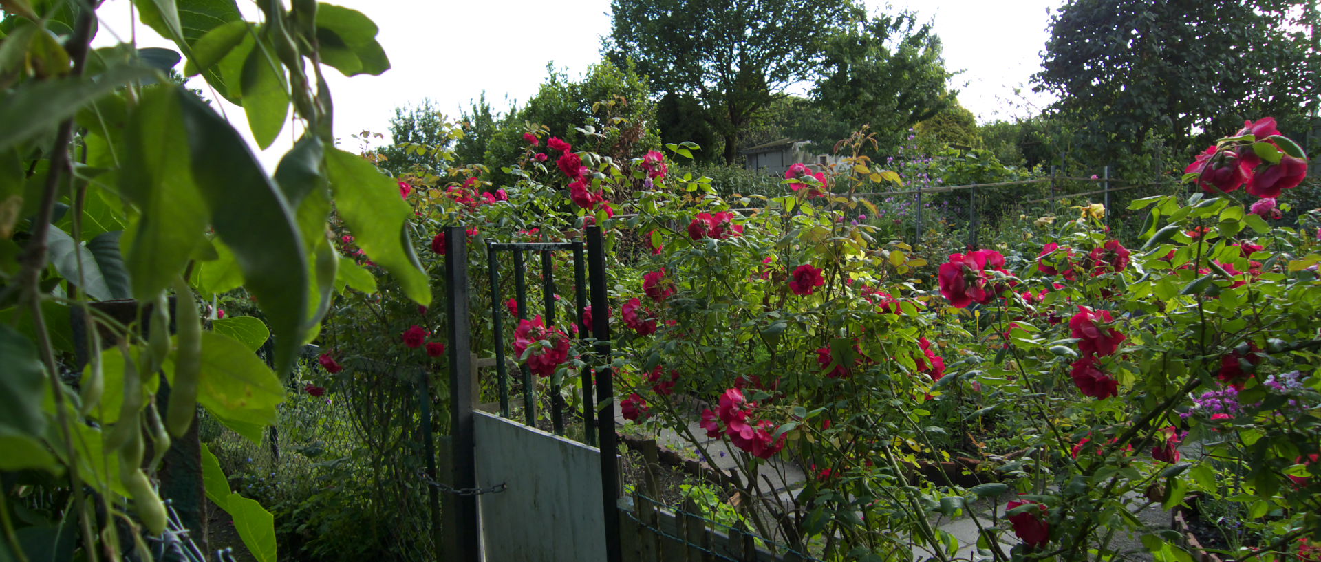 Photo de jardins ouvriers, Wasquehal, Nord.