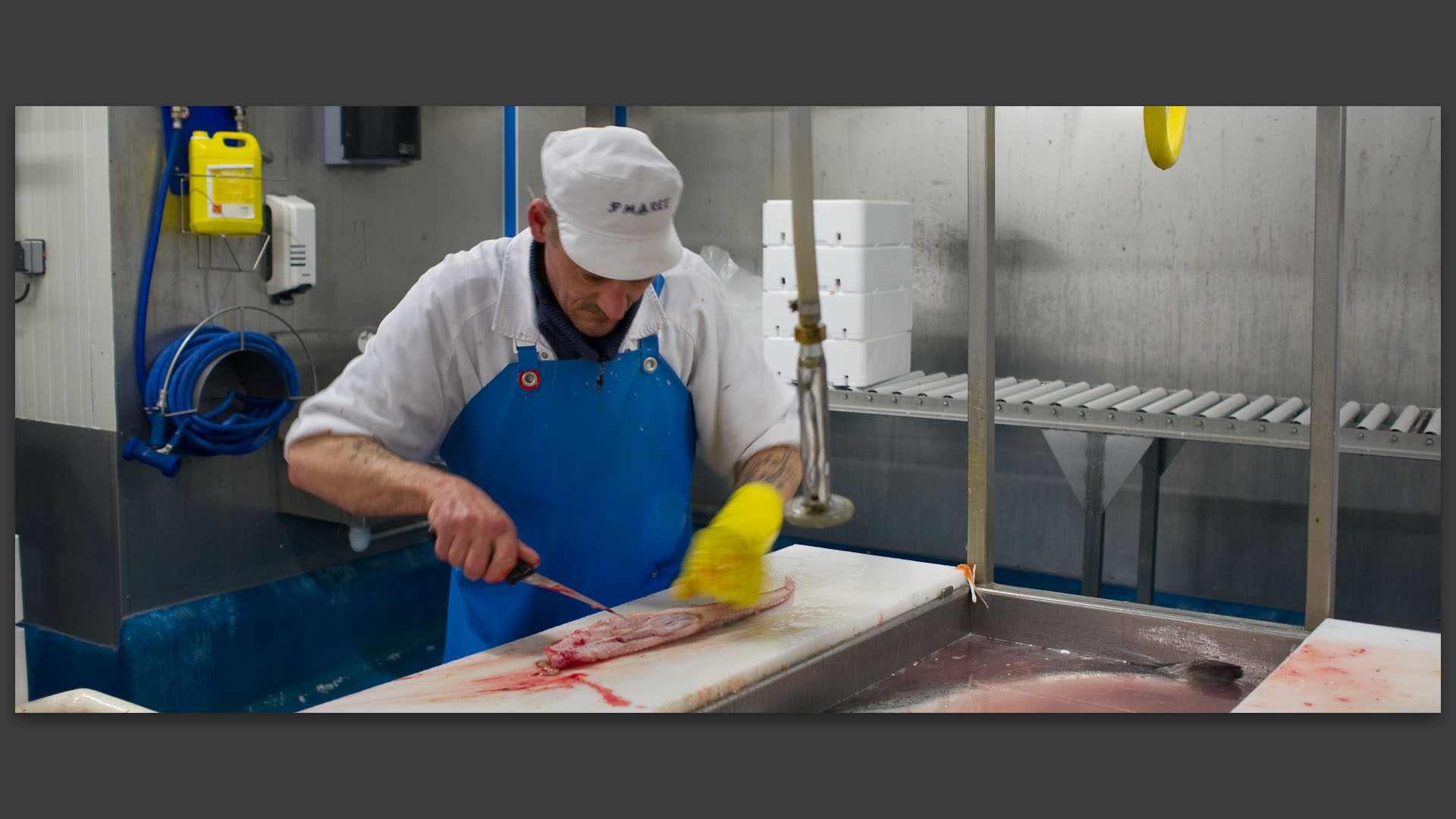 Mareyeur découpant du poisson chez JP Marée, port de pêche de Boulogne sur mer.