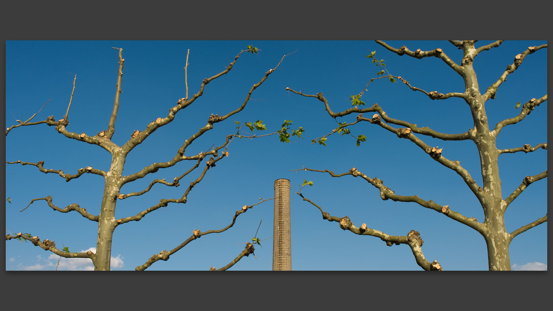 Arbres et cheminée, rue Jean-Paul-Sartre, à Wasquehal.