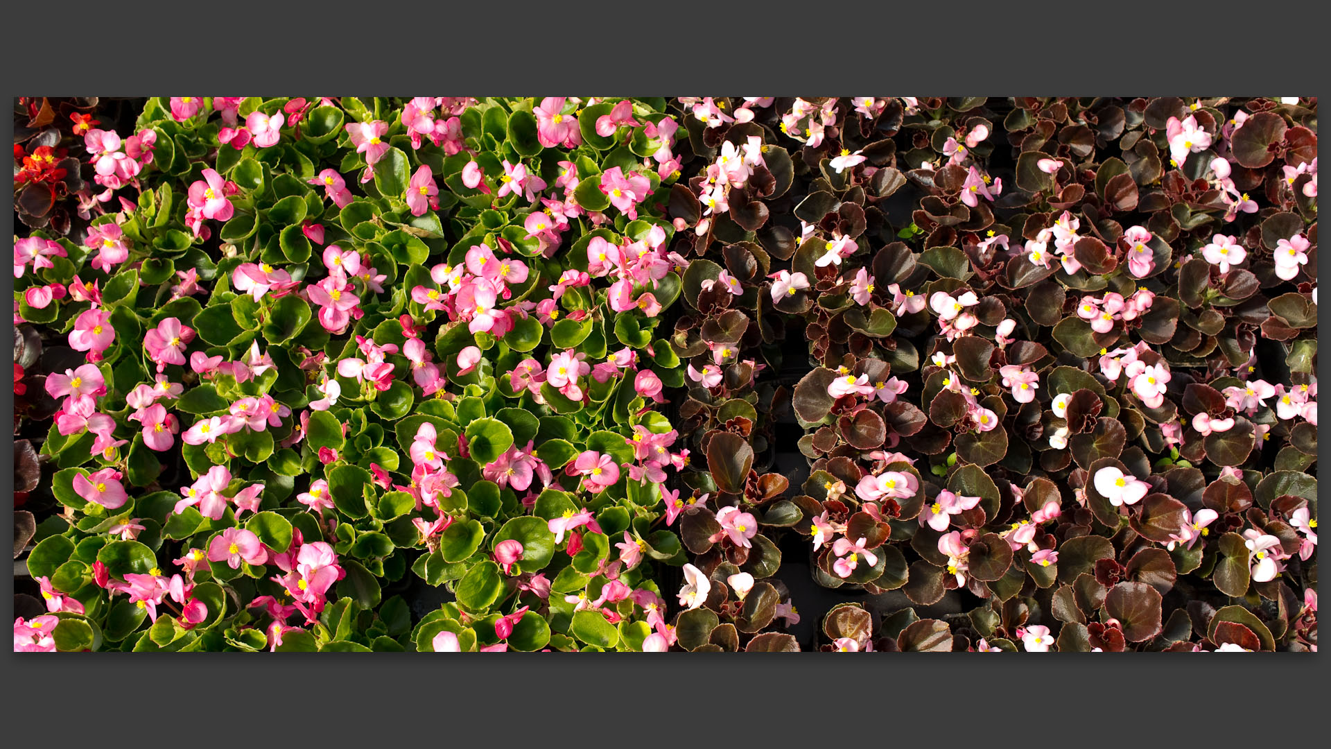 Fleurs, chez un maraîchers, à Roncq.