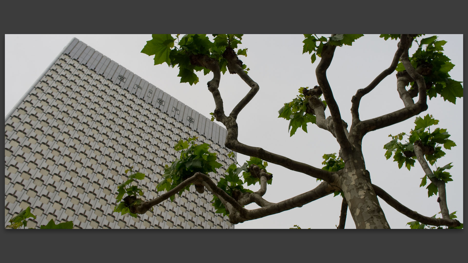 Arbre et immeuble, esplanade de Paris la Défense.