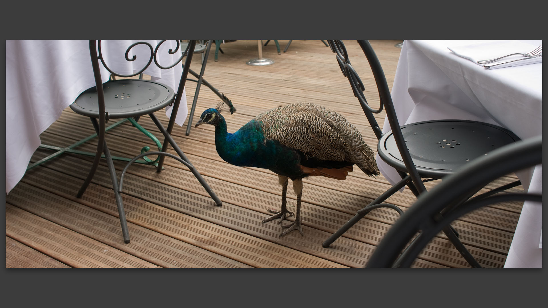 Un paon sur la terrasse du Chalet des Iles, au bois de Boulogne, à Paris.