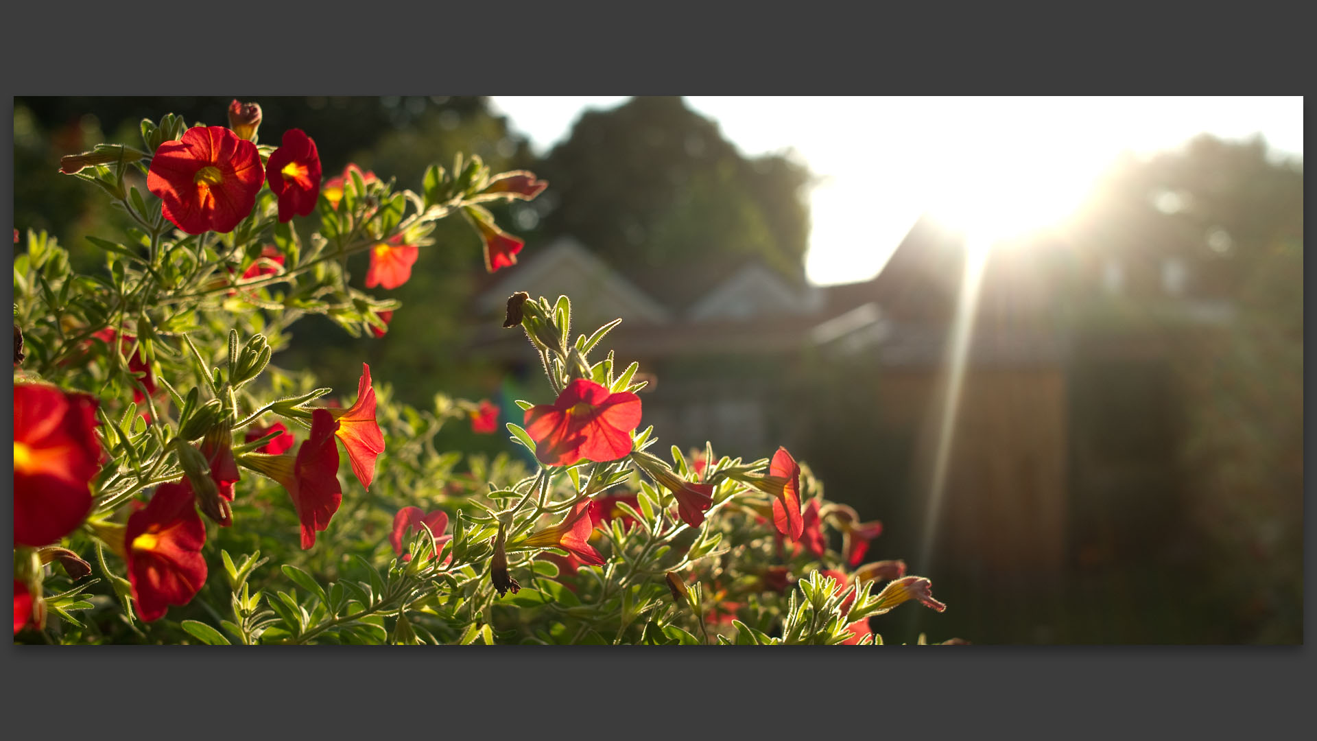 Fleurs irradiées de soleil, à Croix.