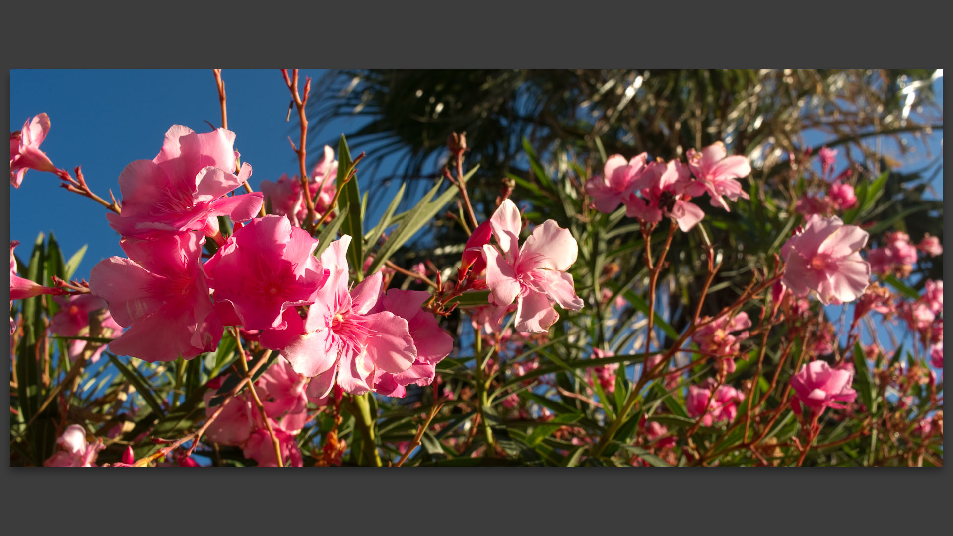 Fleurs à l'île du Levant.