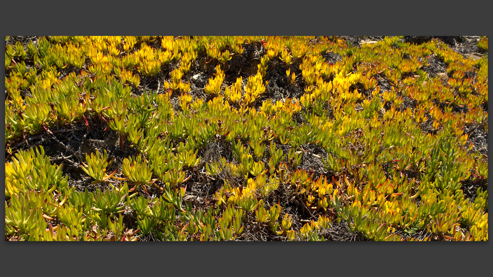 Griffes de sorcière à l'île du Levant.