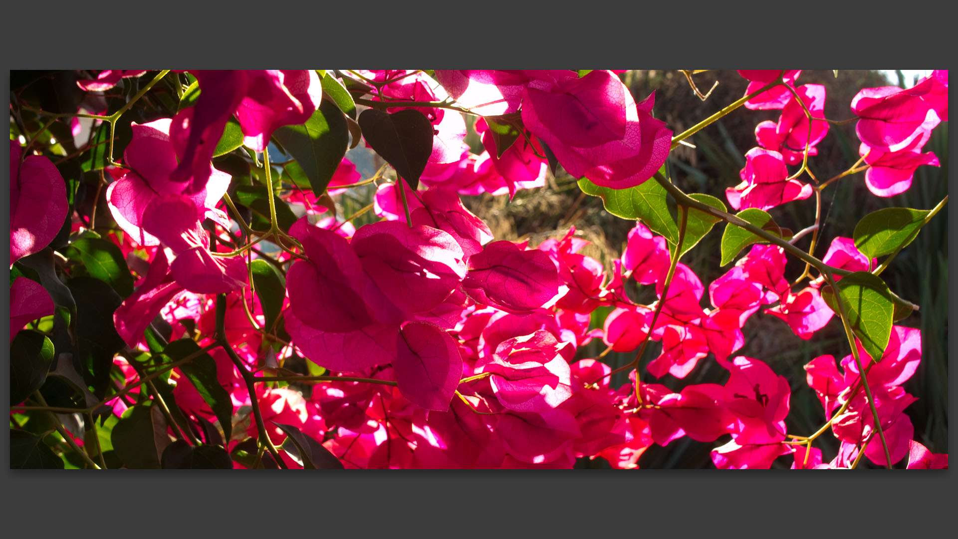 Bougainvillier à l'île du Levant.