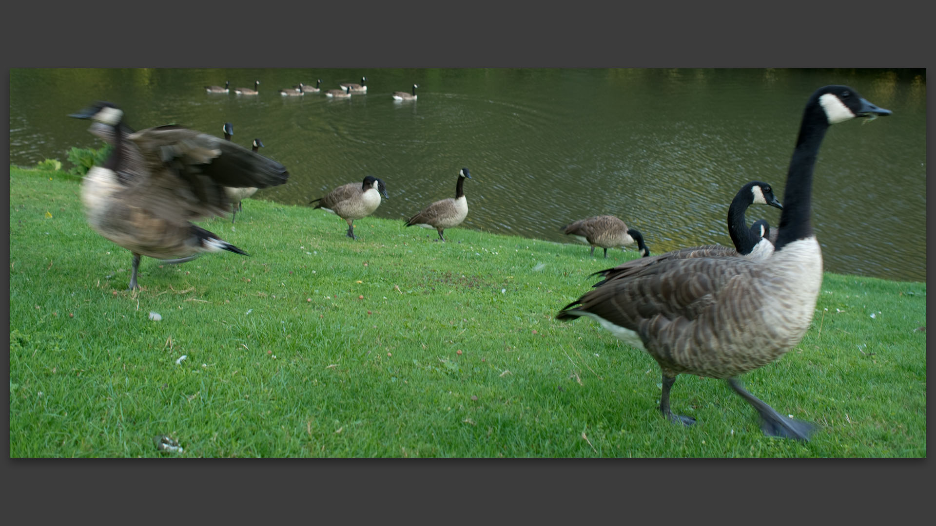 La danse des canards, parc Barbieux, à Roubaix.