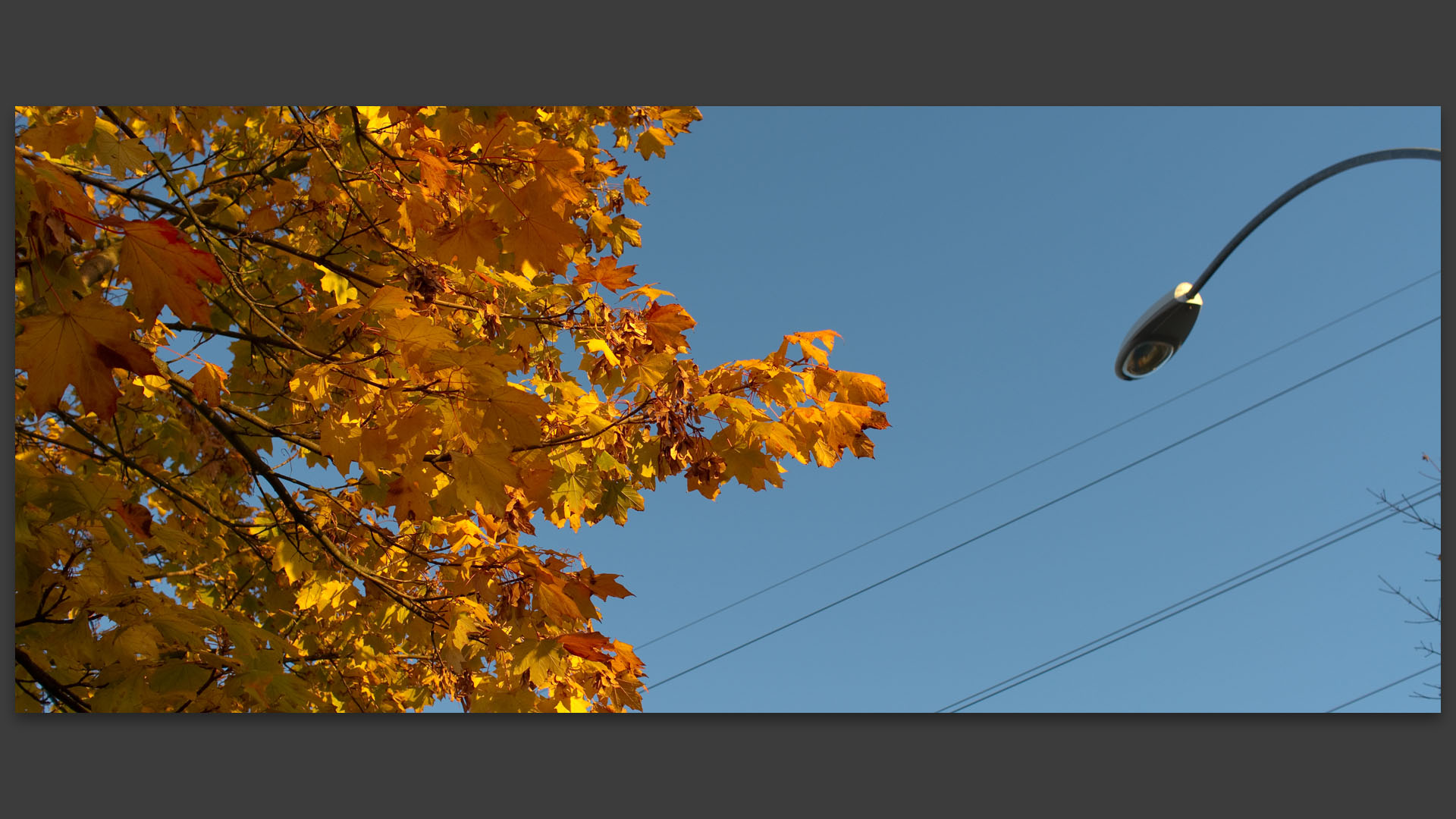 Feuillage d'automne, boulevard de l'Ouest, à Villeneuve d'Ascq.