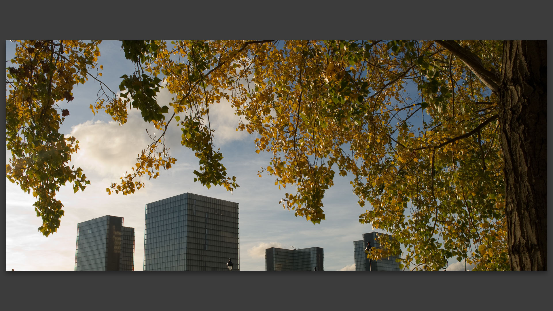 Feuilles d'automne sur la grande bibliothèque de France de l'architecte Dominique Perrault.