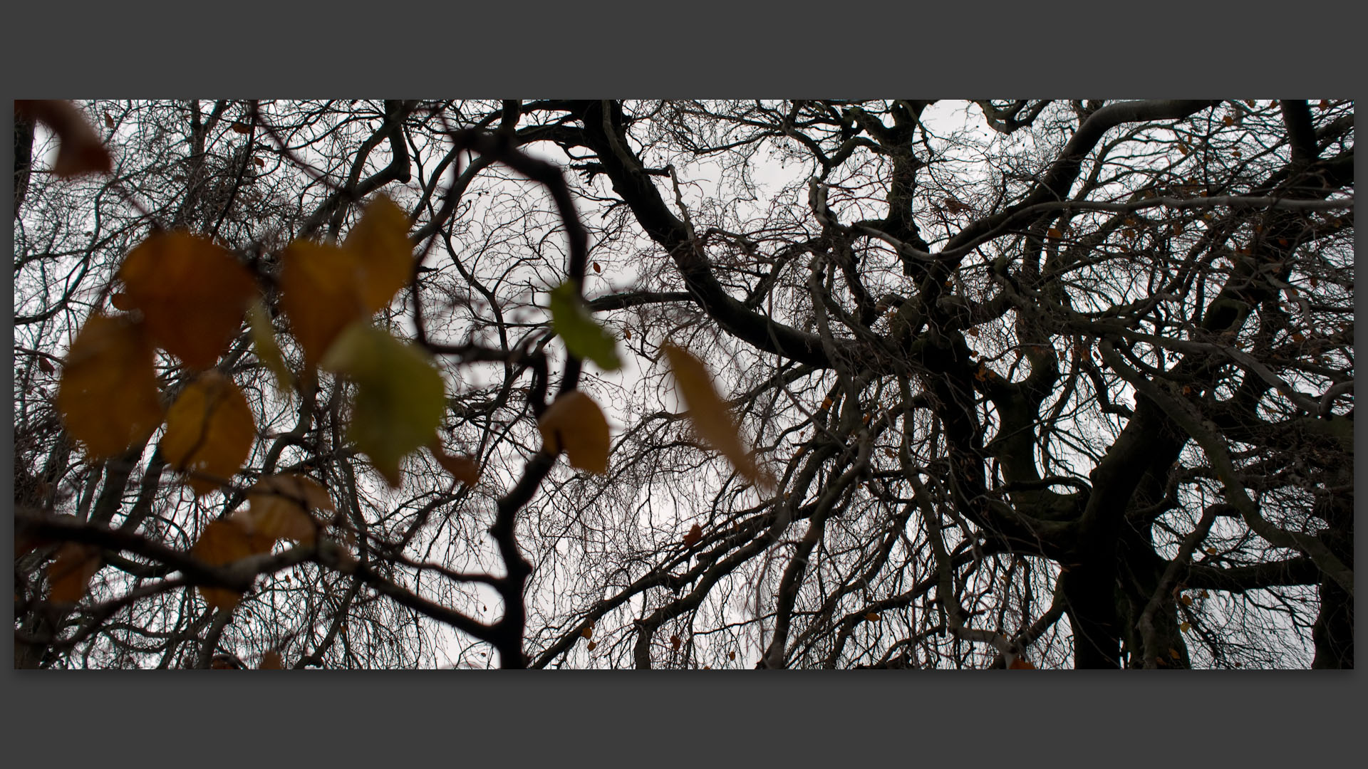 Branchages, parc Barbieux, à Roubaix.