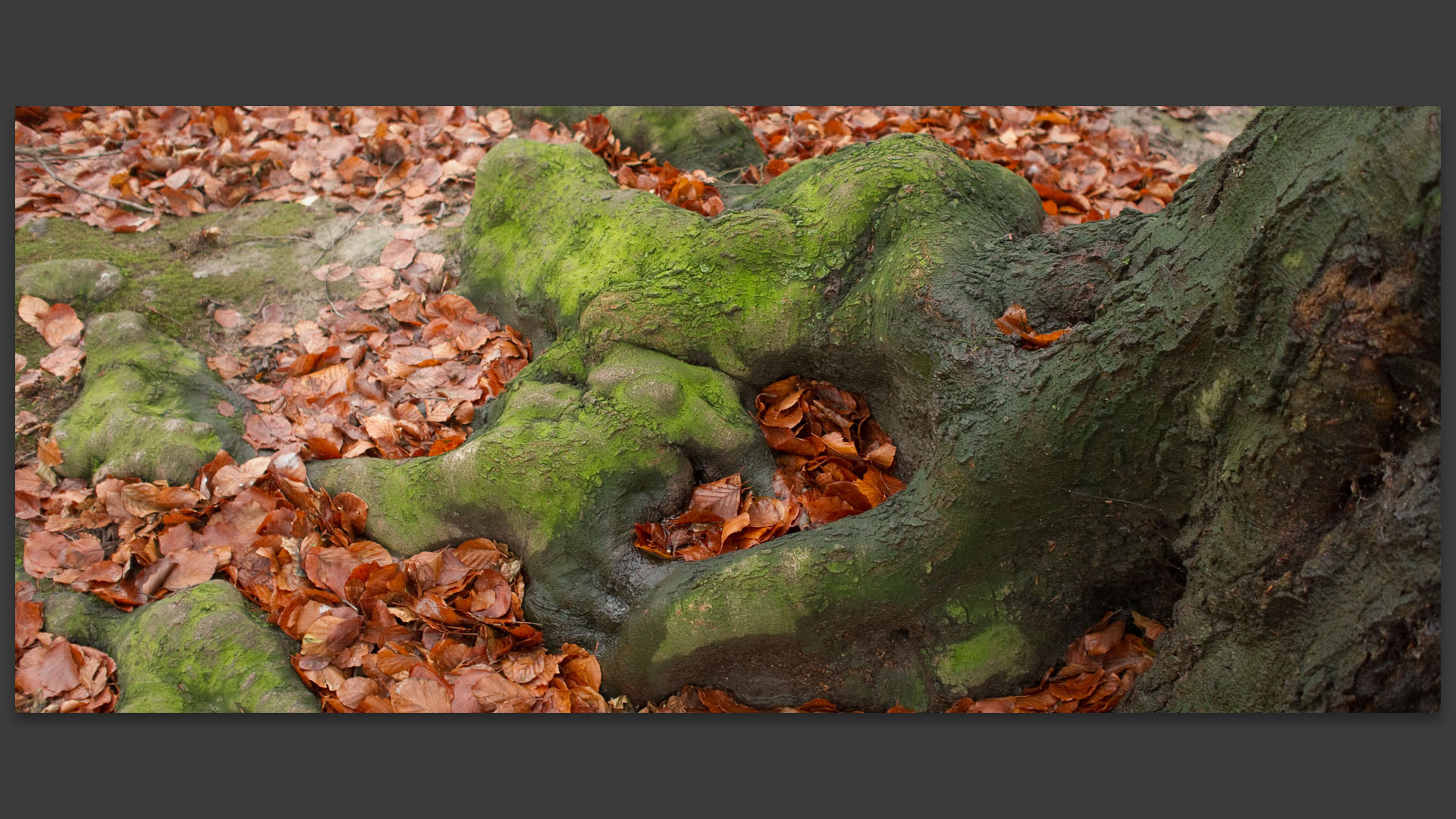 Racines et feuilles mortes, parc Barbieux, à Roubaix.