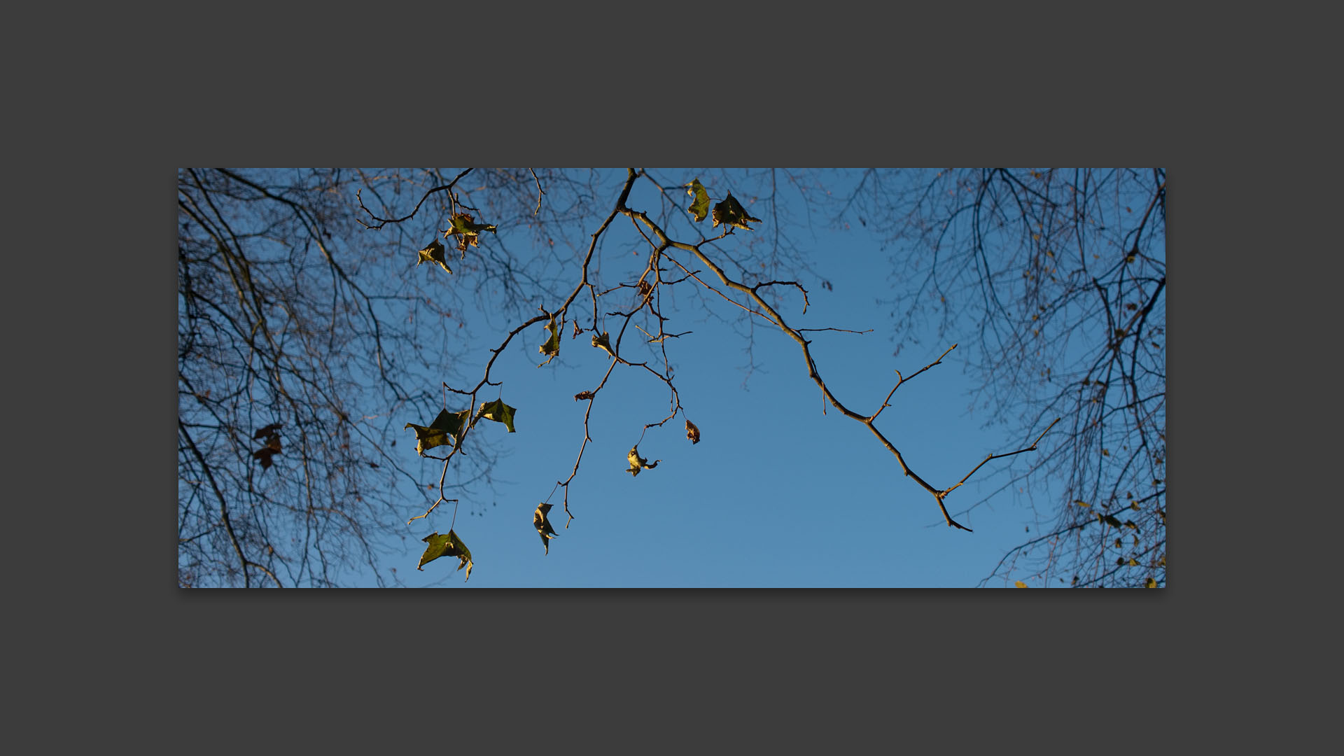 Branchages, au bois de Boulogne, à Lille.