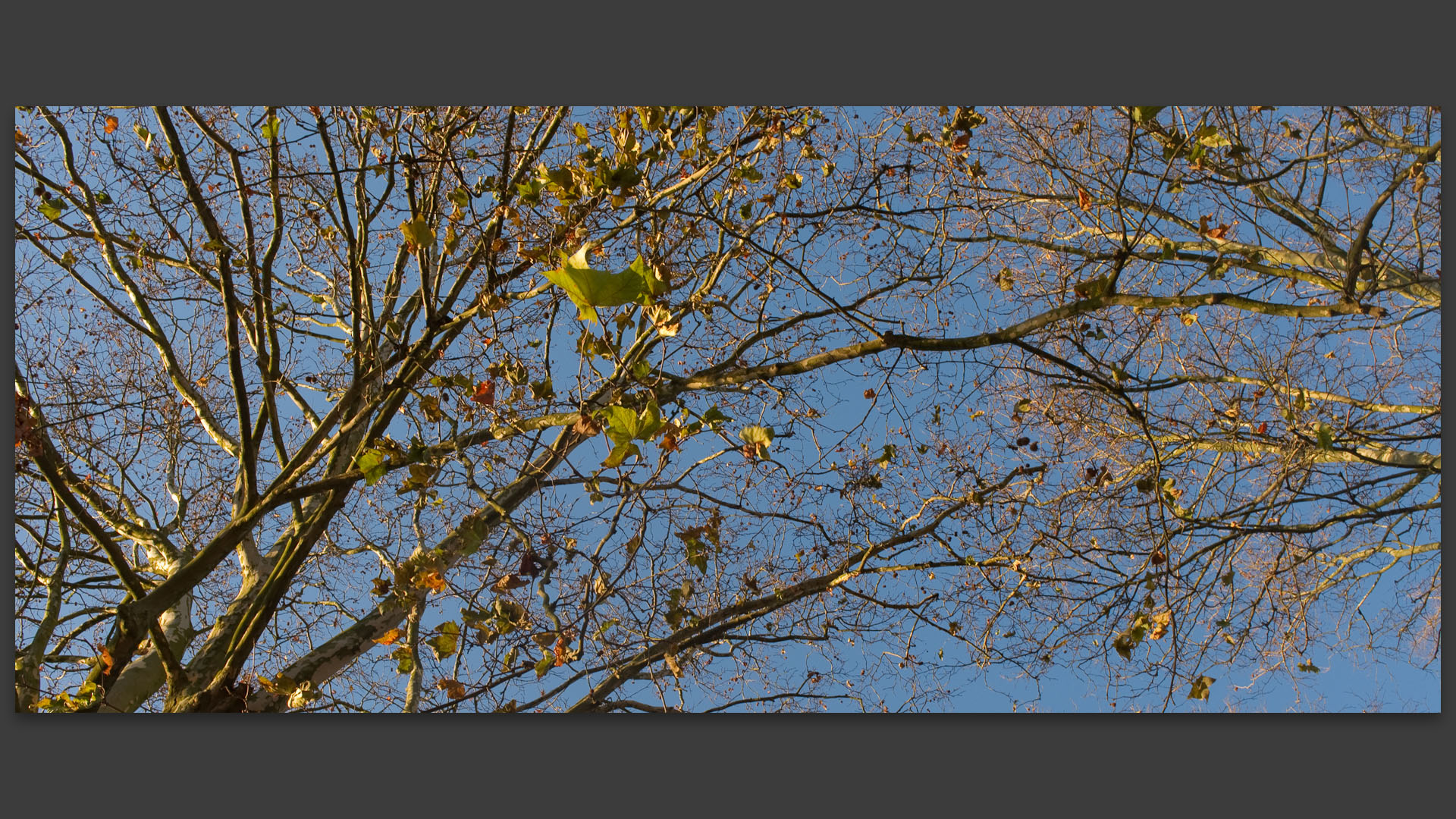 Feuilles encore vertes, au bois de Boulogne, à Lille.