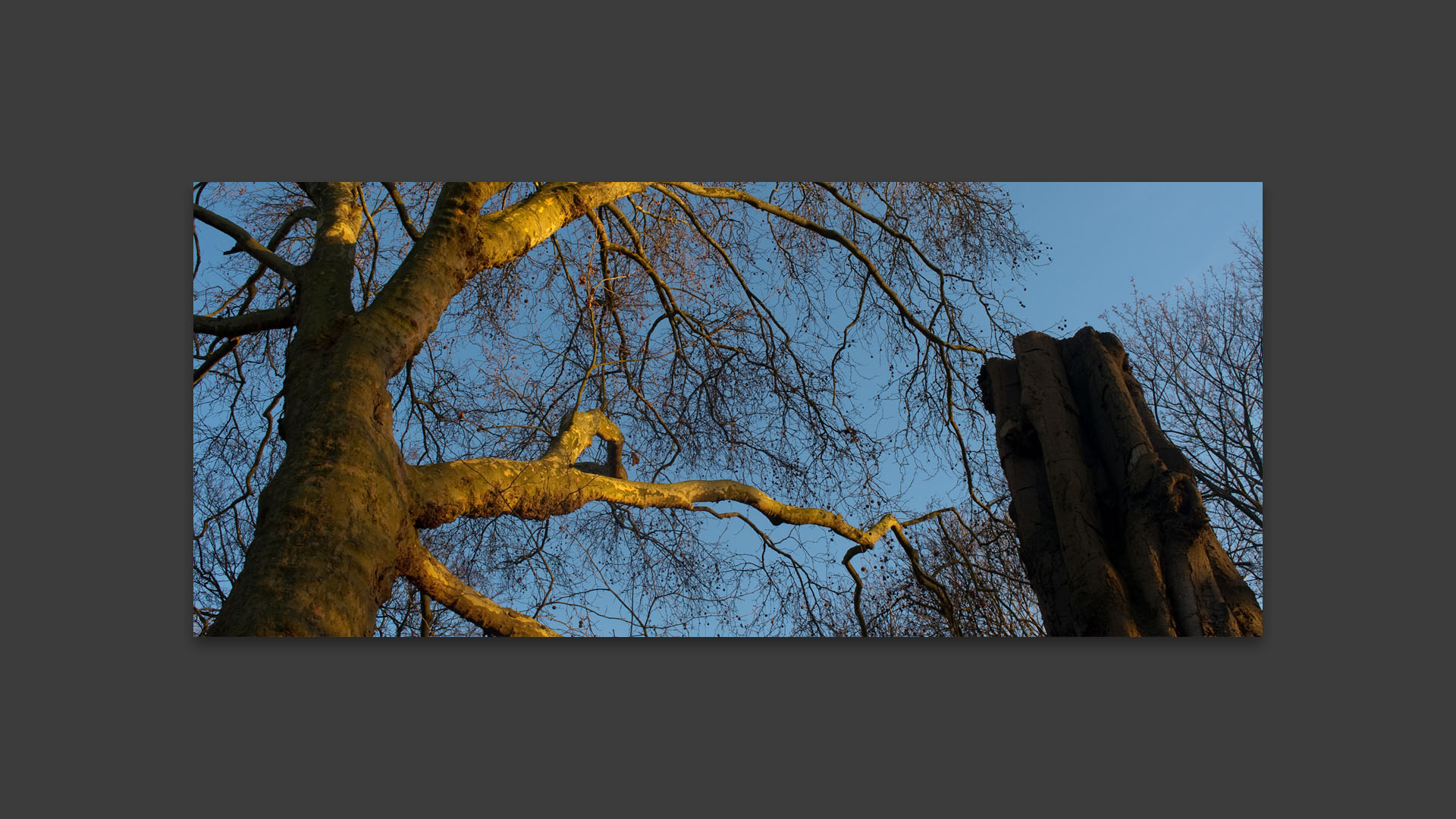 Arbre coupé, au bois de Boulogne, à Lille.