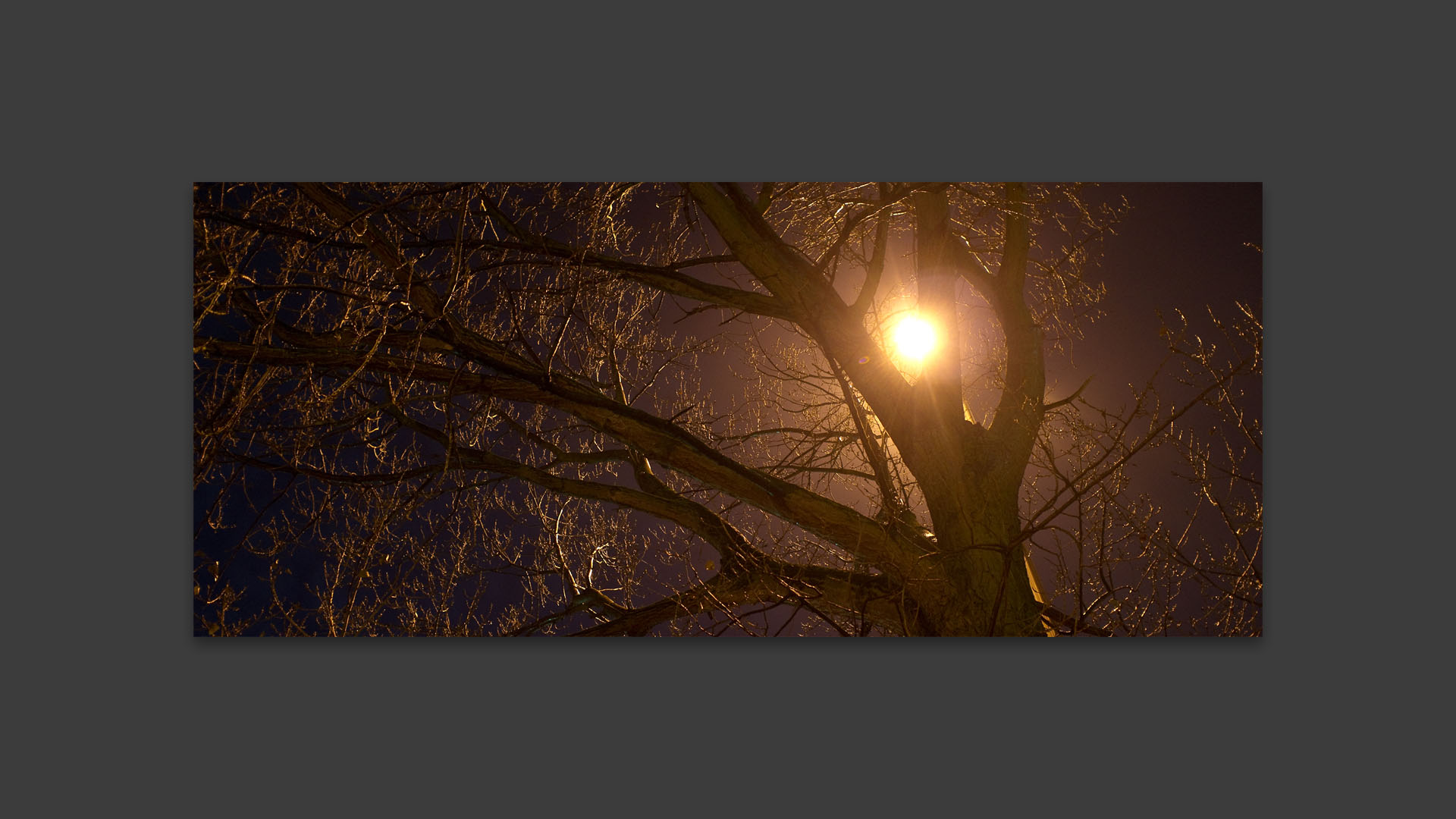 Arbre en lumière, boulevard Carnot, à La Madeleine.