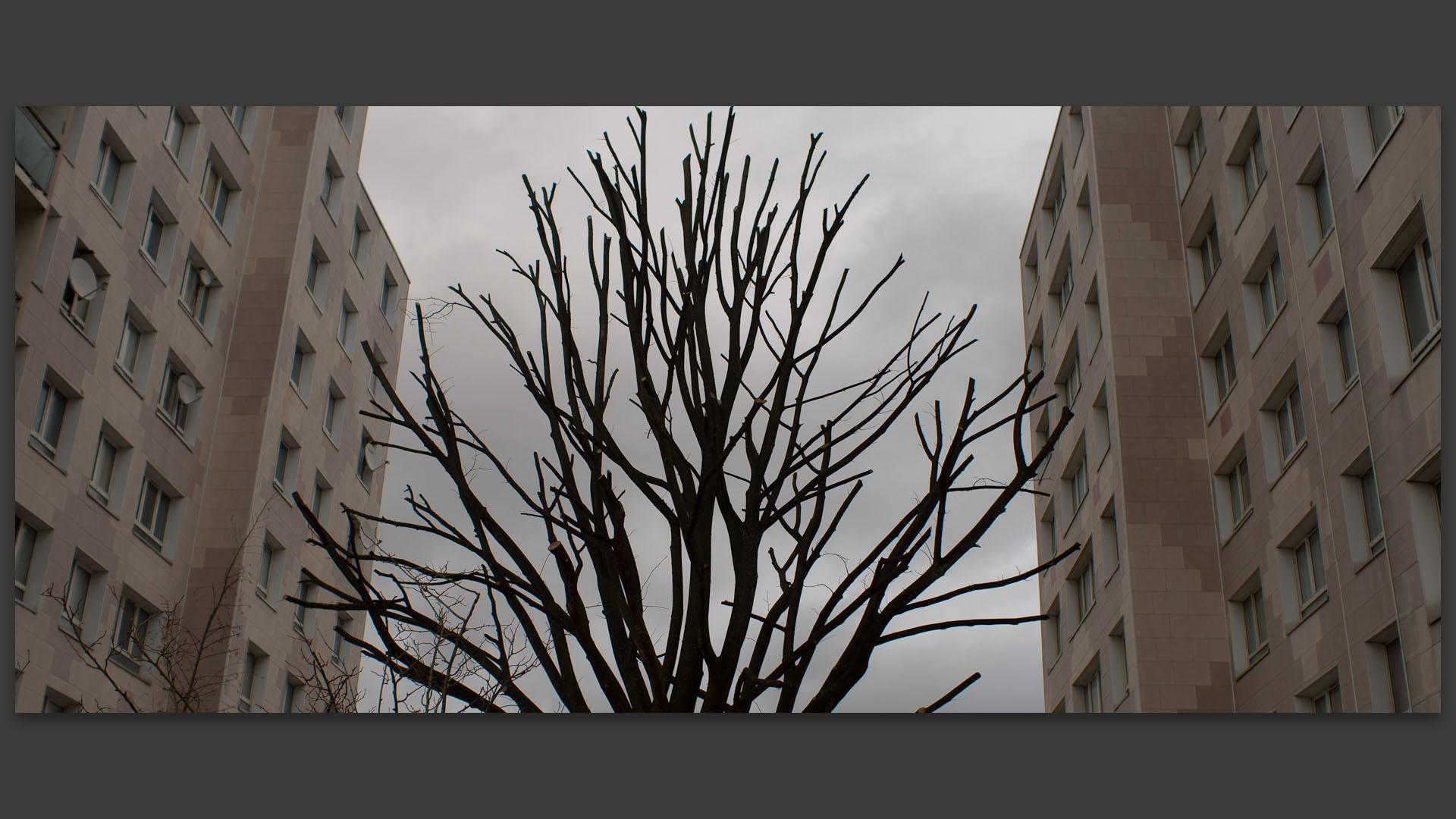 Arbre et immeubles, boulevard de Montebello, à Lille.