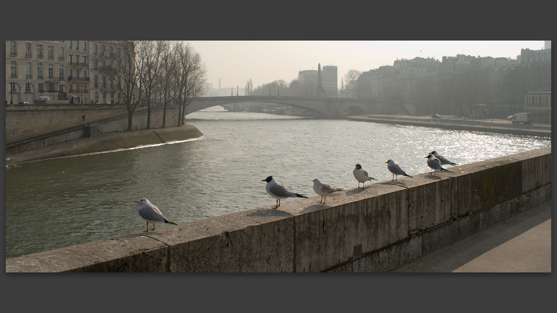 Oiseaux, square de l'Ile de France, sur l'île de la Cité, à Paris.