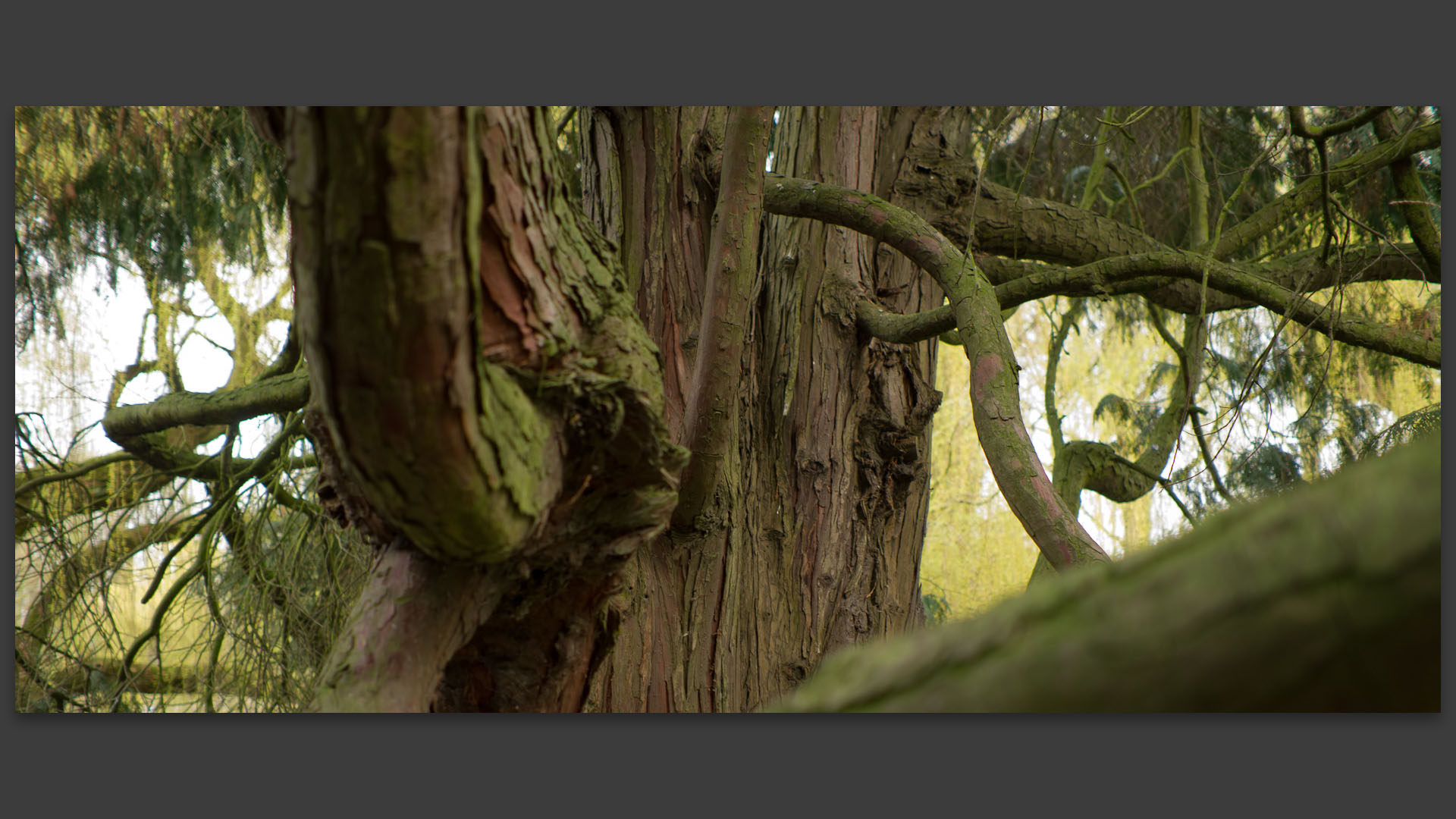 Troncs d'arbres, parc Barbieux, à Roubaix.