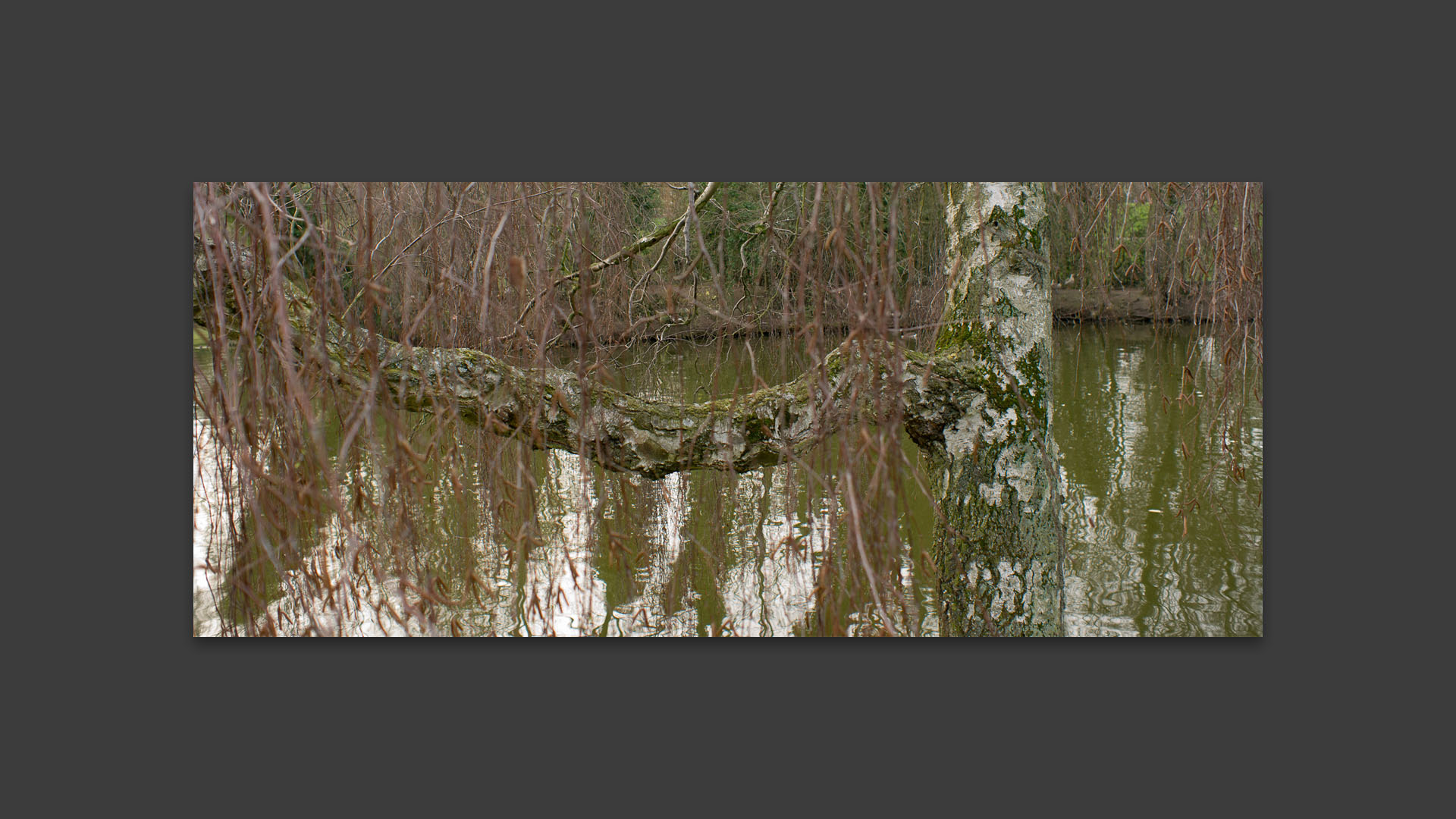 Arbre, parc Barbieux, à Roubaix.