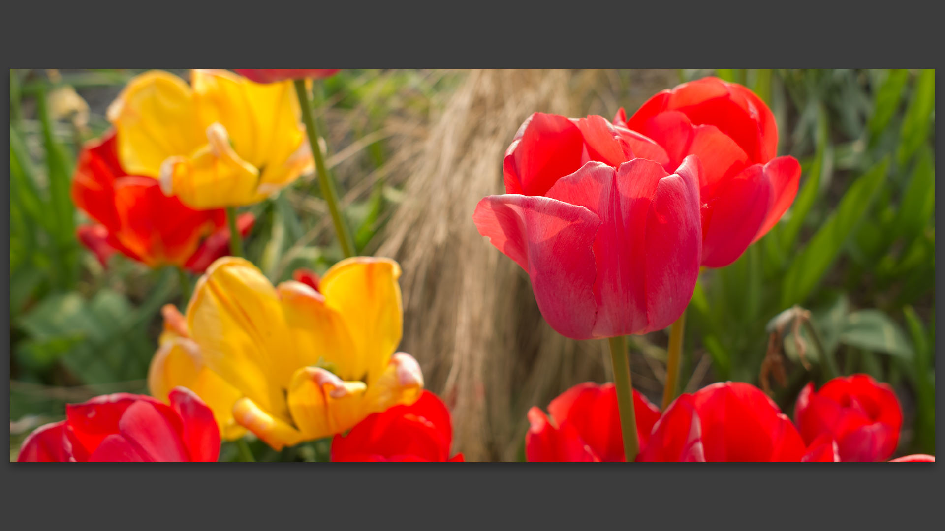 Fleurs dans les jardins des Compagnons des quatre saisons, à Wambrechies.