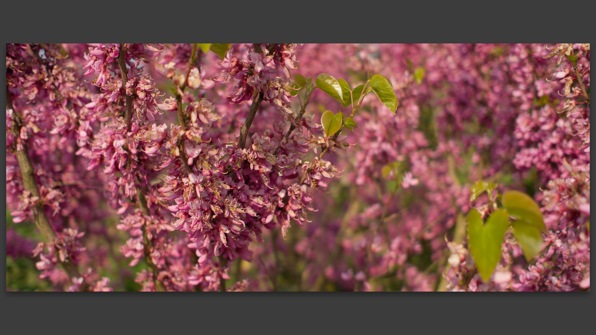 Fleurs dans les jardins des Compagnons des quatre saisons, à Wambrechies.