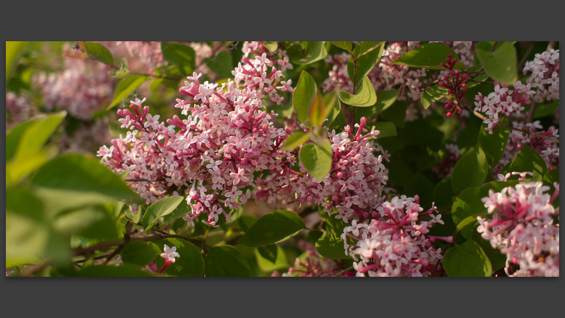 Fleurs dans les jardins des Compagnons des quatre saisons, à Wambrechies.