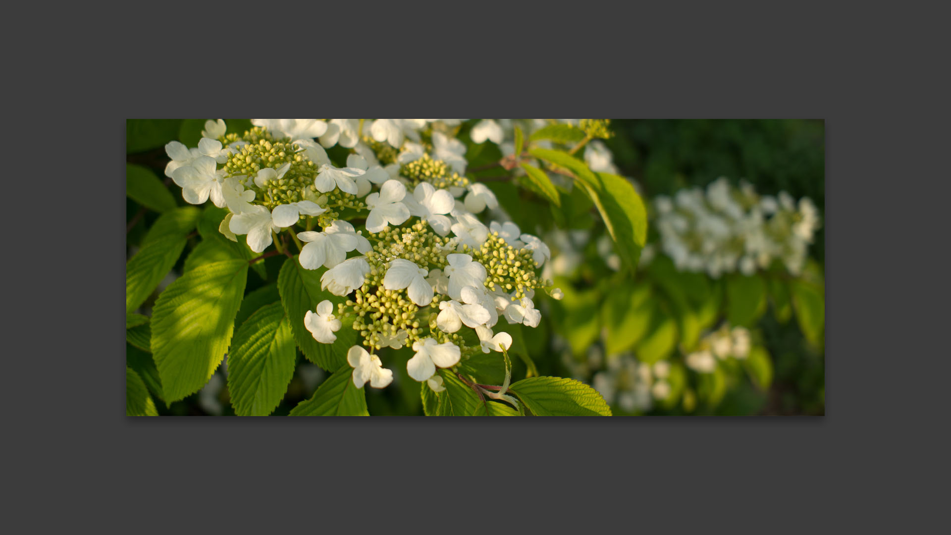 Fleurs dans les jardins des Compagnons des quatre saisons, à Wambrechies.