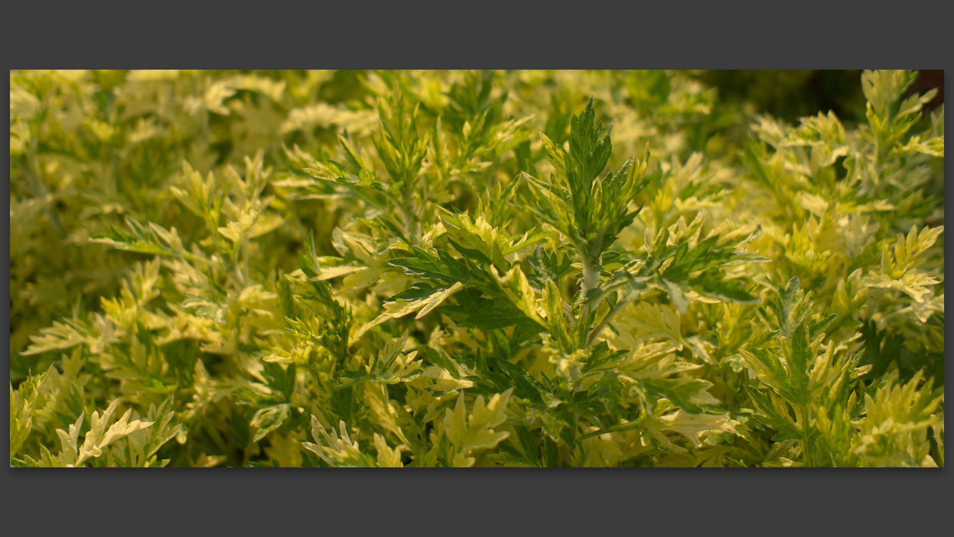 Fleurs dans les jardins des Compagnons des quatre saisons, à Wambrechies.