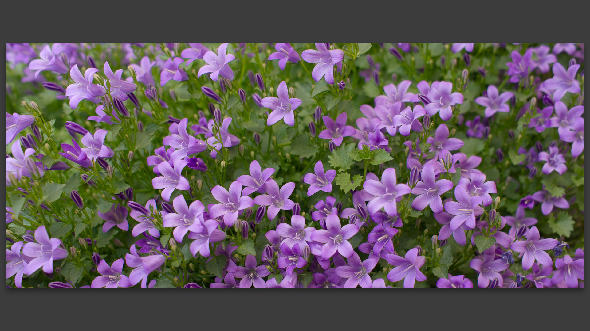 Campanules, à Croix.