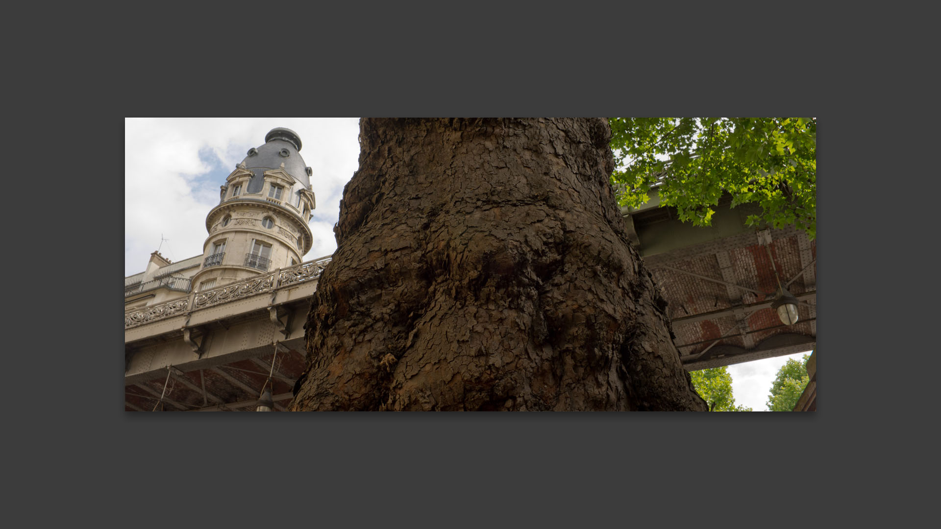 Vieil arbre, avenue du Président-Kennedy, à Paris.