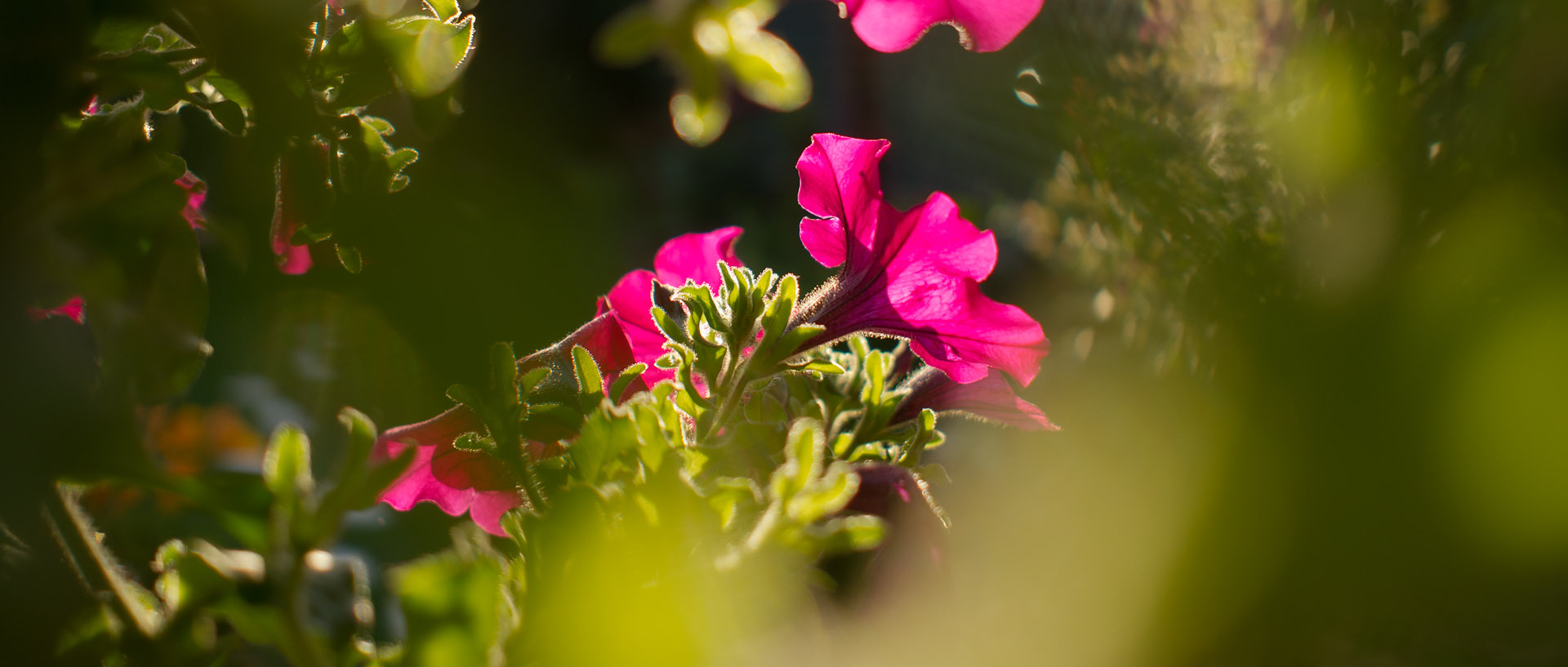 Fleurs, à Croix.