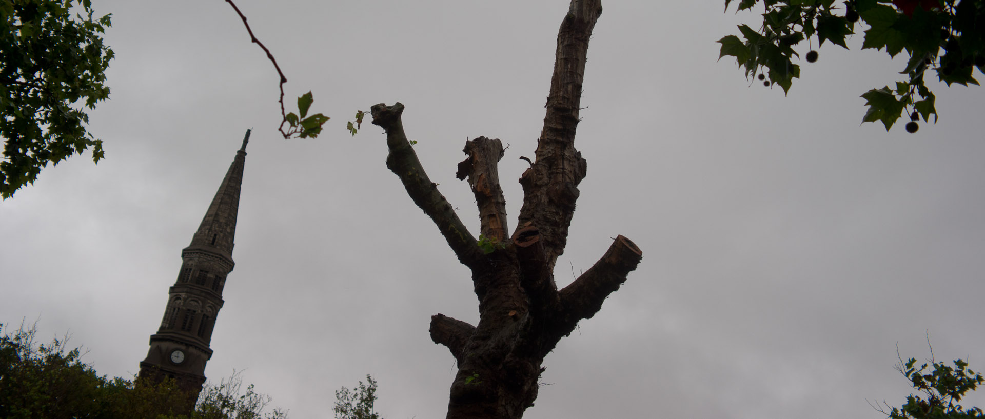 Arbre mort, place de la Nouvelle Aventure, à Wazemmes, Lille.