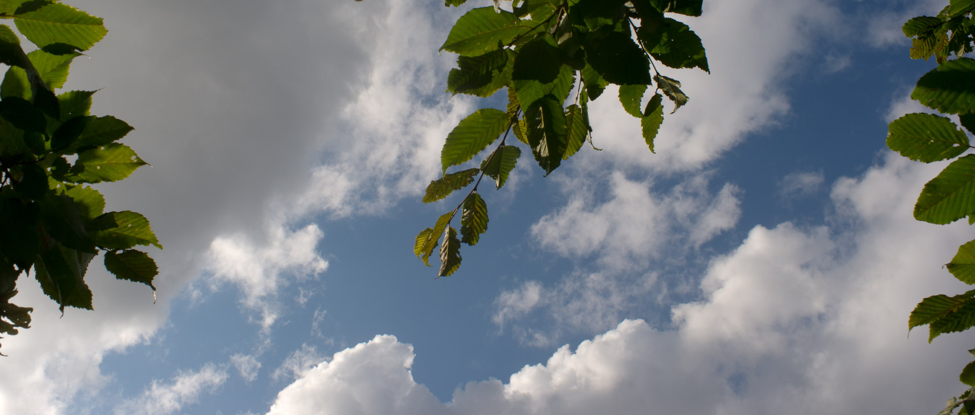 Ciel et feuillage, à Wasquehal.