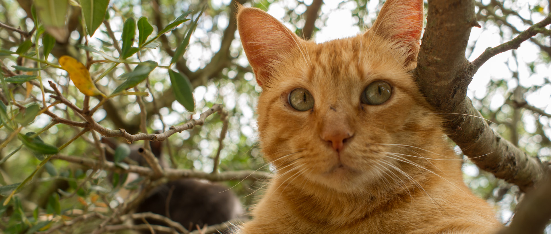 Chat, à l'île du Levant.