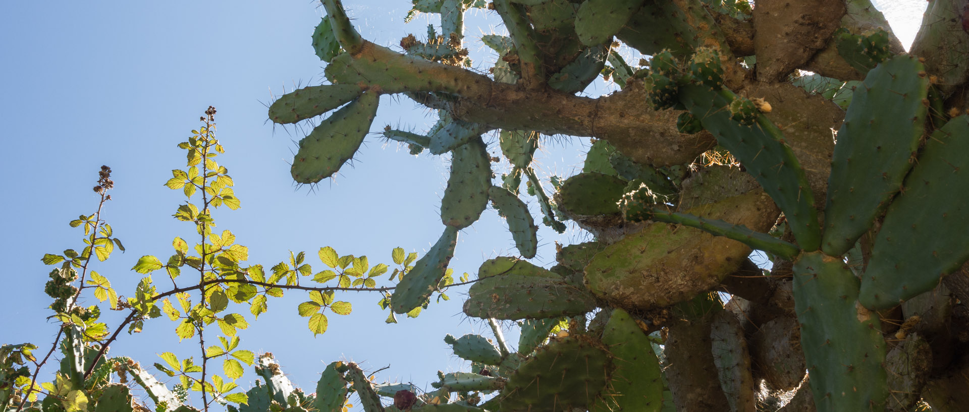 Cactus, île du Levant.