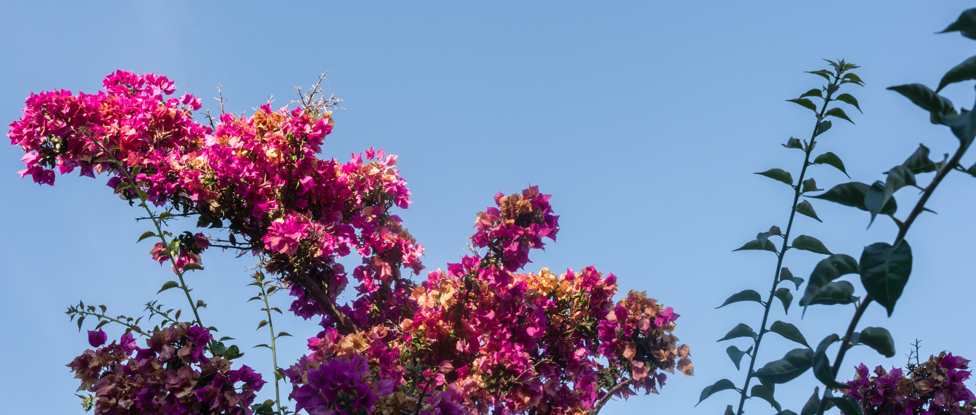 Bougainvillier, île du Levant.