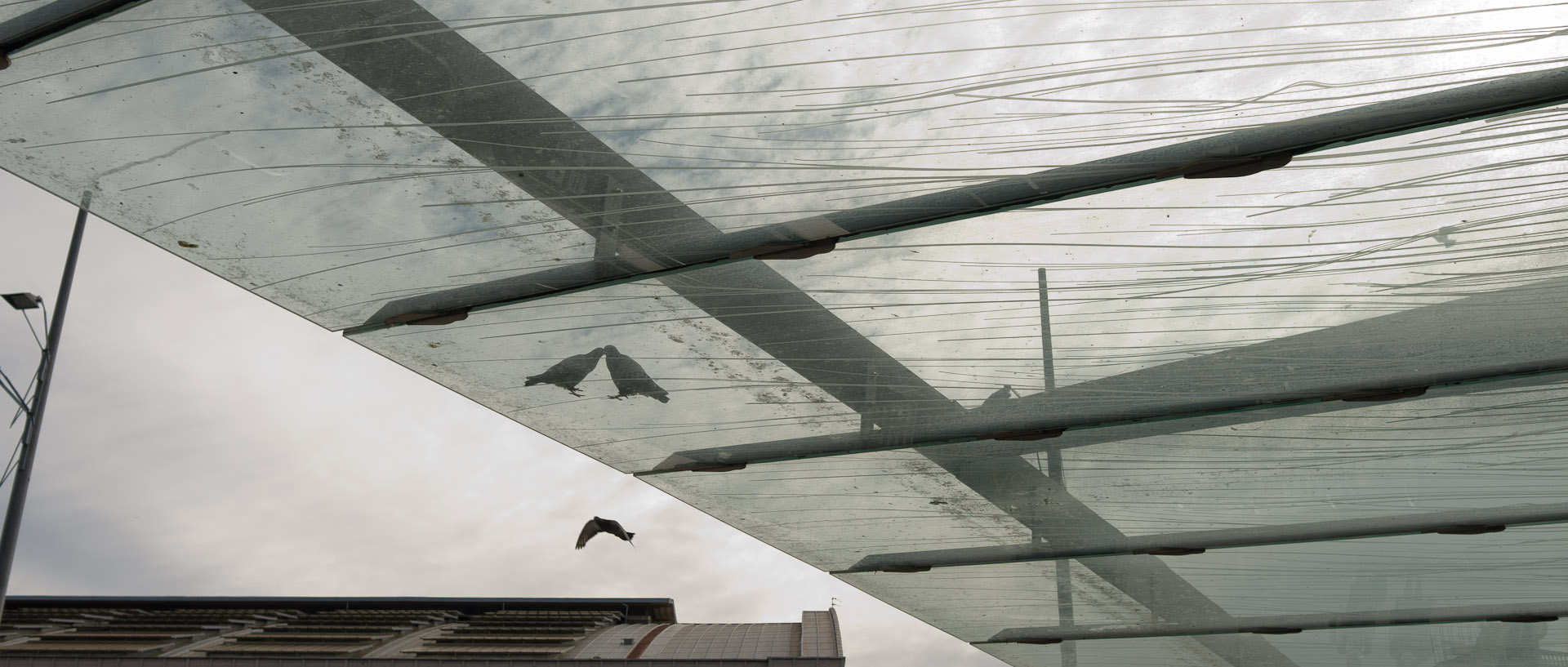 Pigeons, station d'autobus de la gare Lille Flandres.