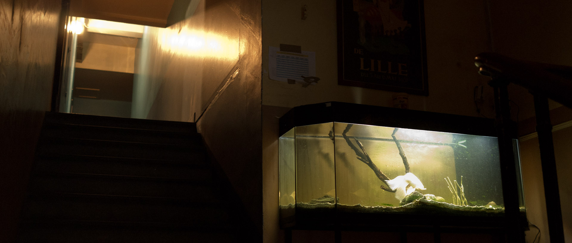 Aquarium dans une cage d'escalier, à la Filature, a Saint-André-lez-Lille.