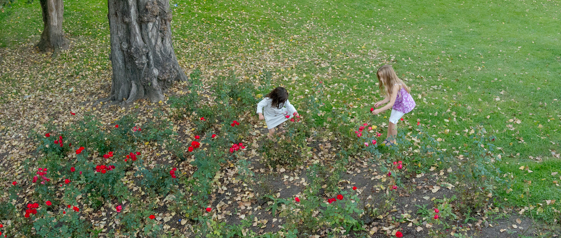 Dans les fleurs, avenue du Peuple Belge, à Lille.